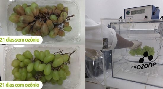 Ozônio na pós colheita de uvas- inativação de bolores e leveduras